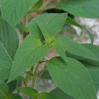 PLANT de sauge ananas salvia elegans monde végétal plantes aromatiques