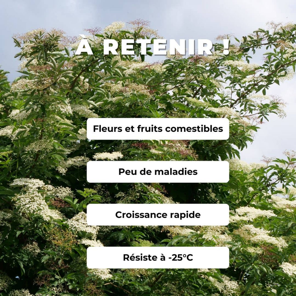 PLANT de sureau noir sambucus nigra arbustes sauvages comestibles monde vegetal