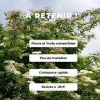 PLANT de sureau noir sambucus nigra arbustes sauvages comestibles monde vegetal