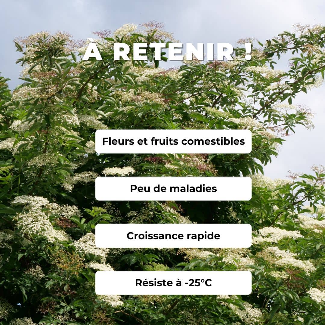 PLANT de sureau noir sambucus nigra arbustes sauvages comestibles monde vegetal