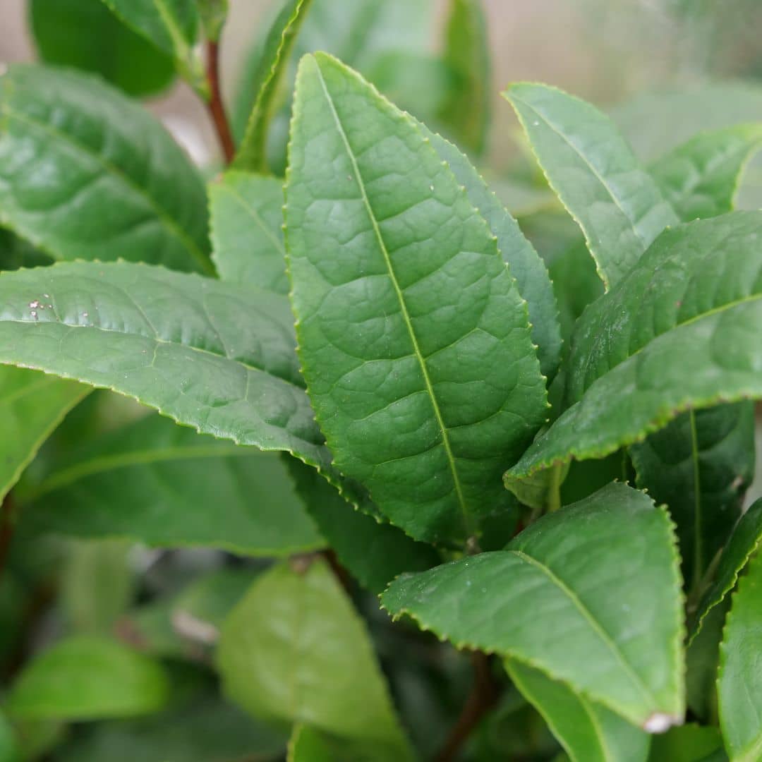 PLANT de thé à cultiver au jardin pour récolter les feuilles