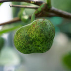 PLANT de thé avec zoom sur les fruits contenant les graines