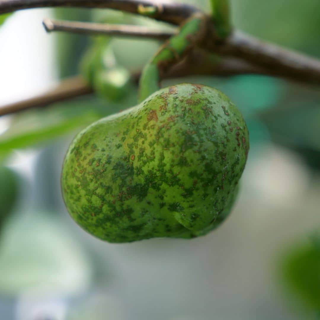 PLANT de thé avec zoom sur les fruits contenant les graines