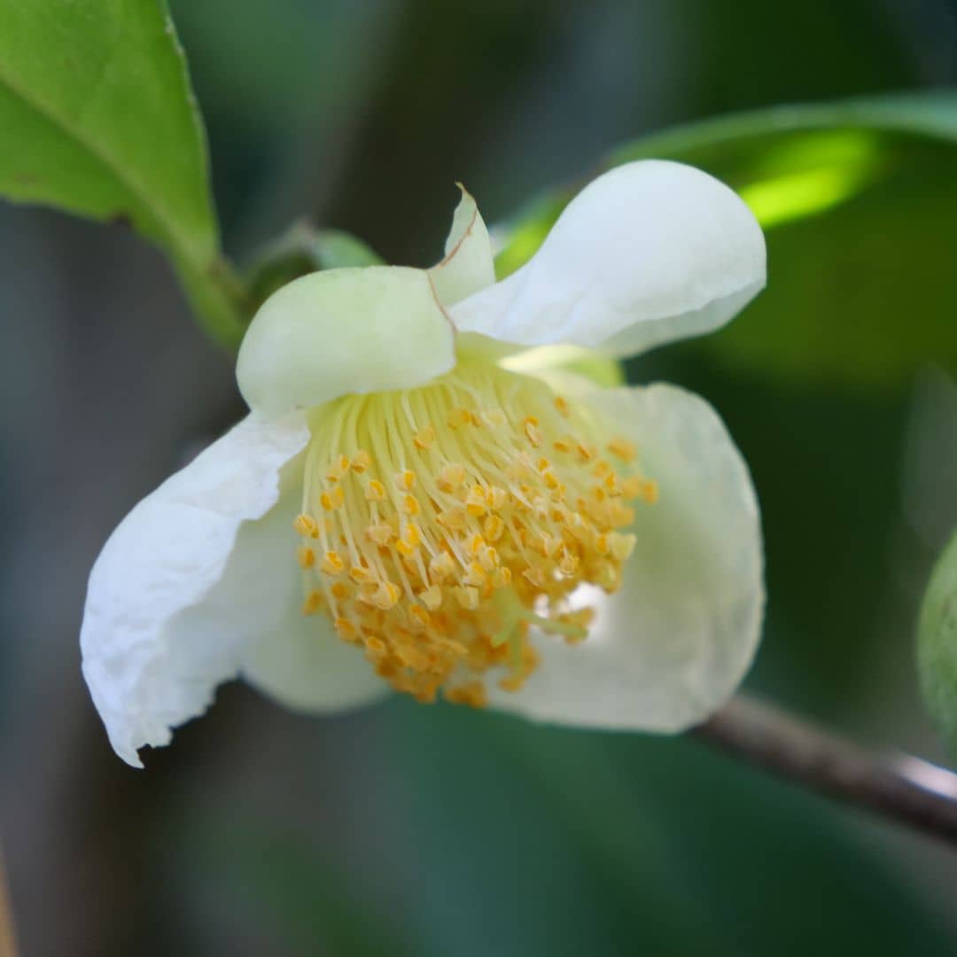 PLANT de thé camellia sinensis et ses fleurs