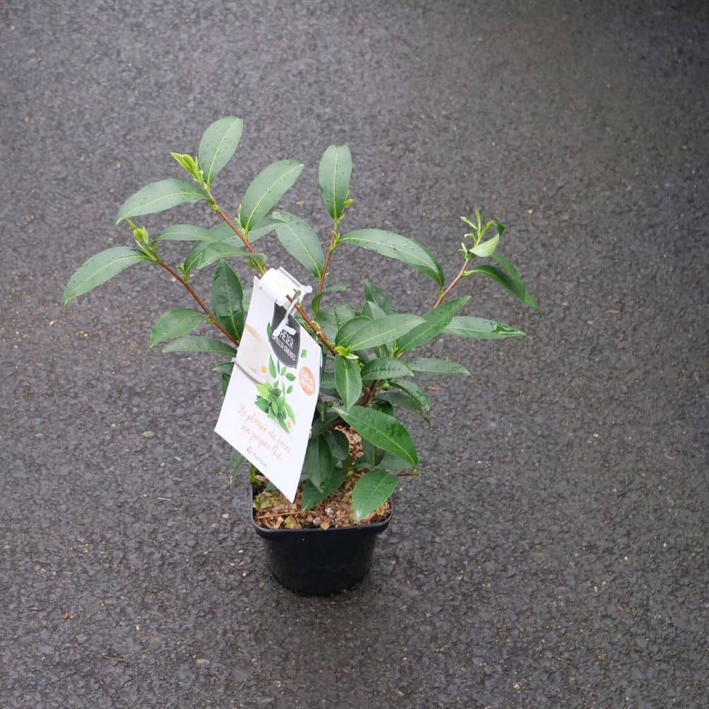 PLANT de thé pour faire des infusions maison produire son propre thé