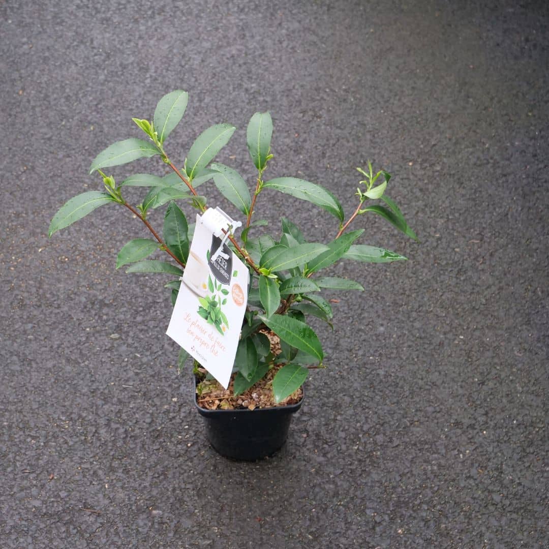 PLANT de thé pour faire des infusions maison produire son propre thé