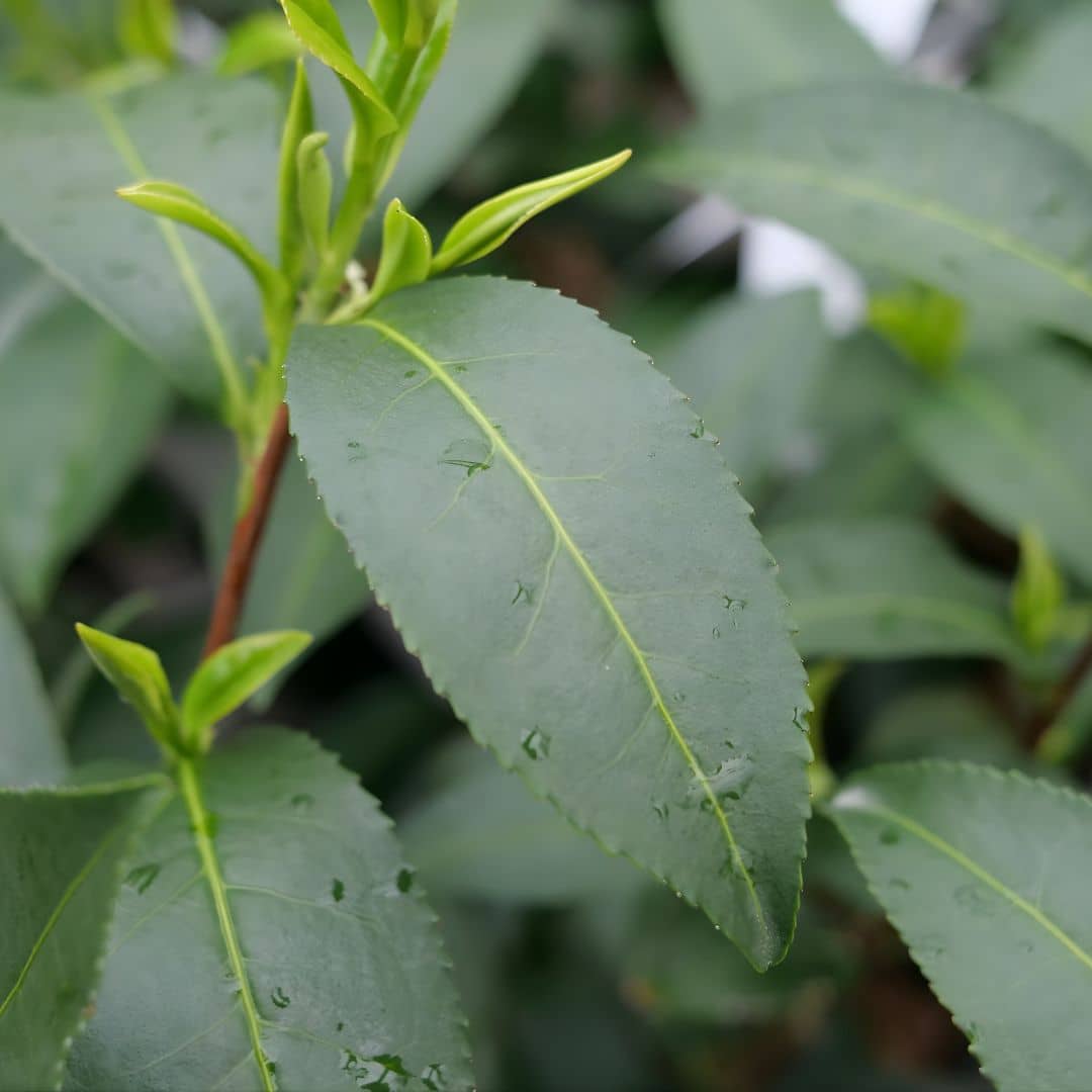 PLANT de théier véritable à planter au jardin