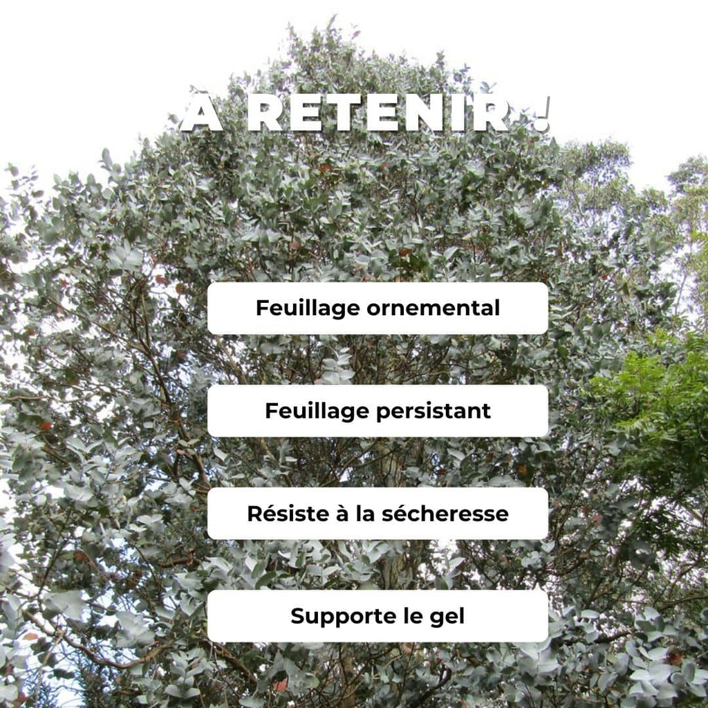 PLANT eucalyptus cordata eucalyptus à feuilles cordées comment planter et cultiver