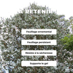 PLANT eucalyptus cordata eucalyptus à feuilles cordées comment planter et cultiver