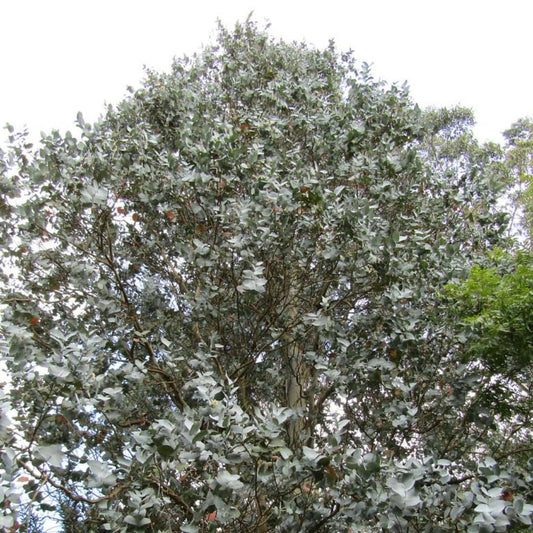 PLANT eucalyptus cordata eucalyptus à feuilles cordées monde vegetal