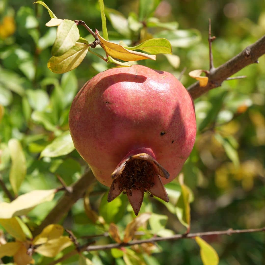 plant de grenadier à fruits punica granatum 5 Litres monde végétal