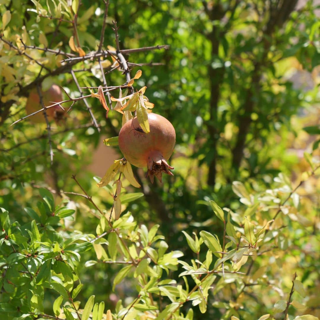 plant de grenadier à fruits monde végétal