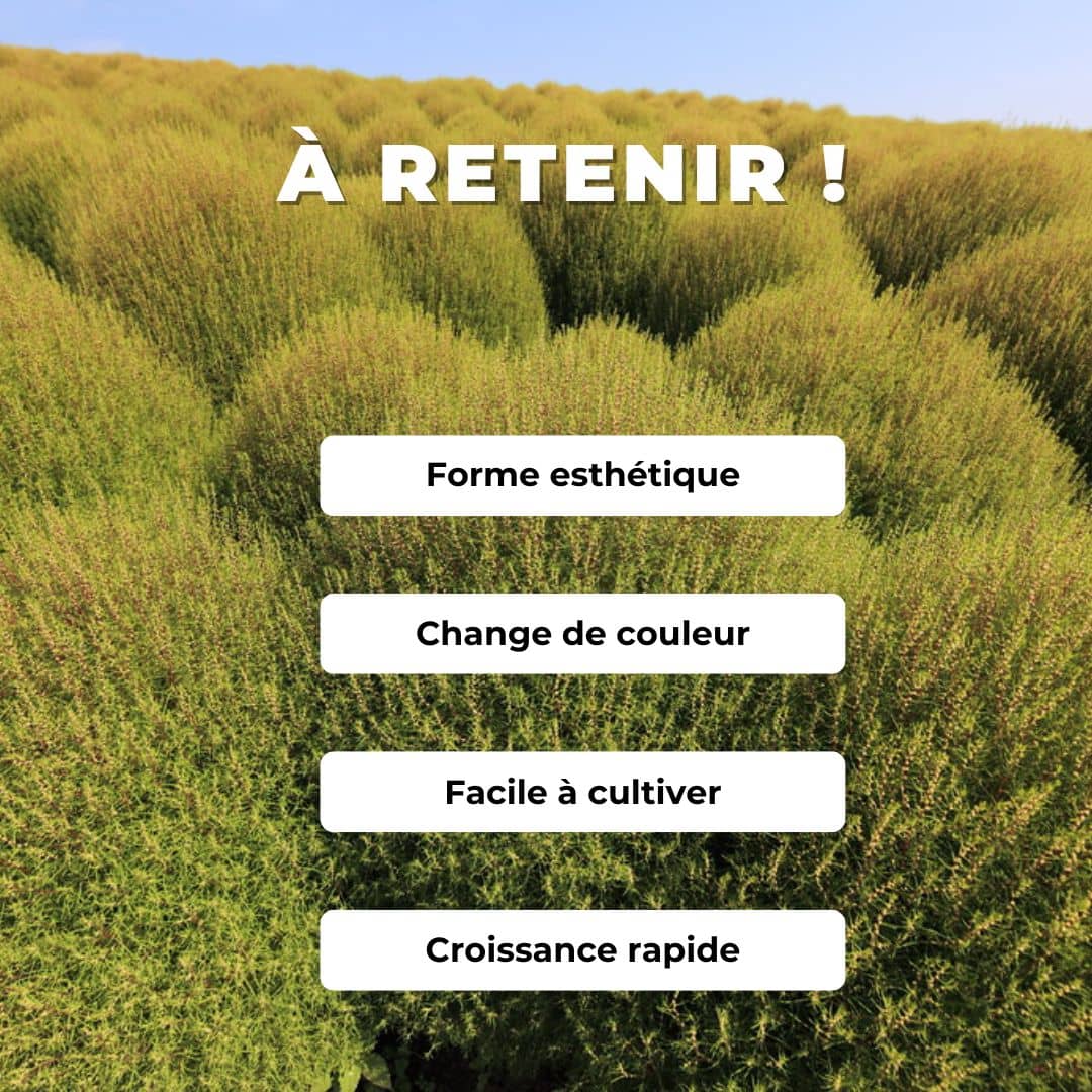 PLANT kochia scoparia Cypres d'ete Bassia comment planter et cultiver