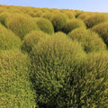 PLANT kochia scoparia Cypres d'ete Bassia  monde vegetal