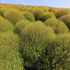 PLANT kochia scoparia Cypres d'ete Bassia  monde vegetal