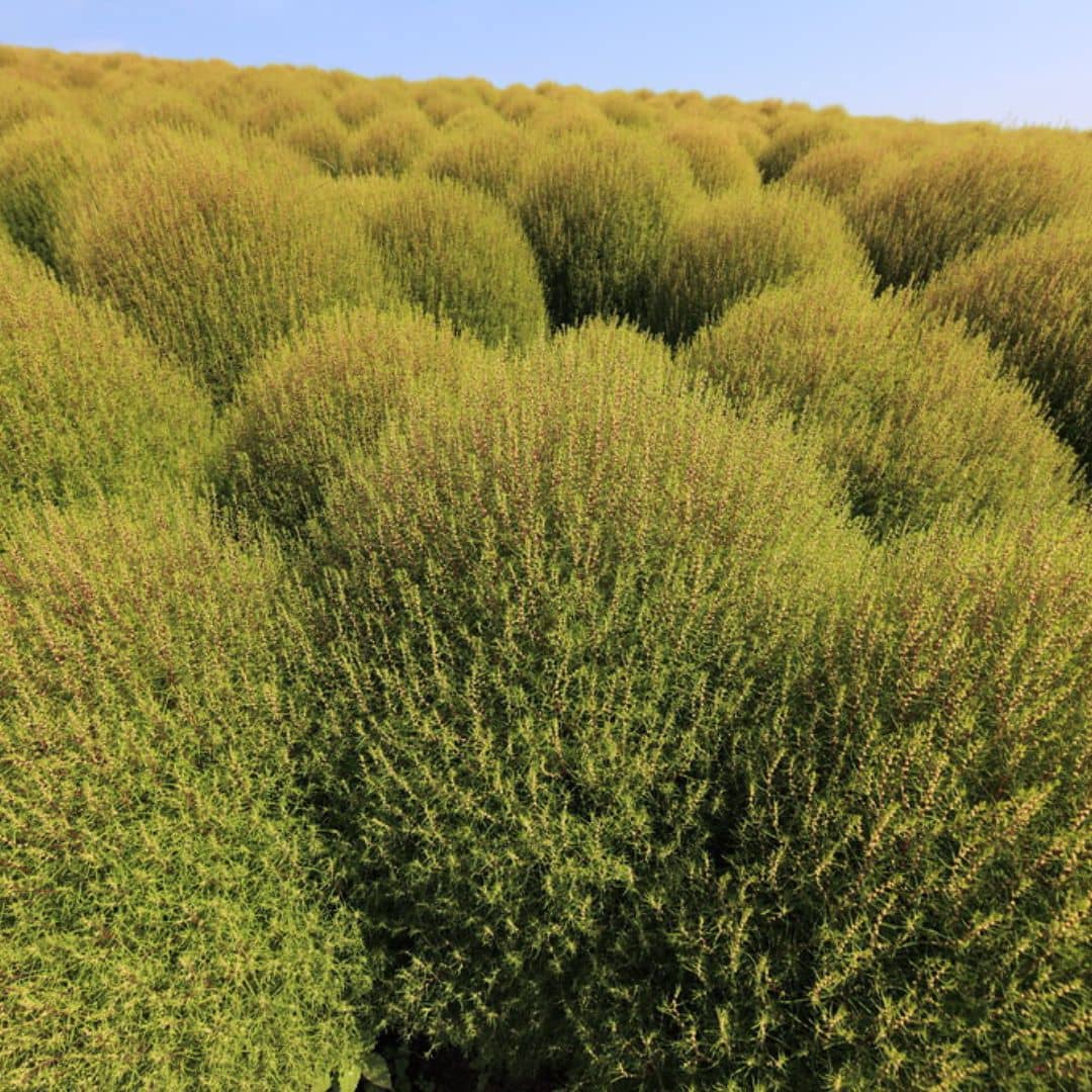 PLANT kochia scoparia Cypres d'ete Bassia  monde vegetal