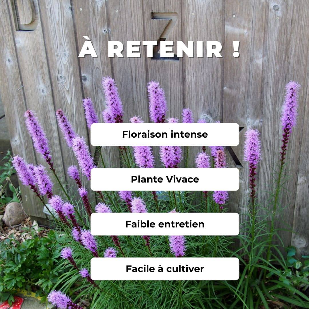 PLANT liatris spicata plumes du kansas comment planter et cultiver