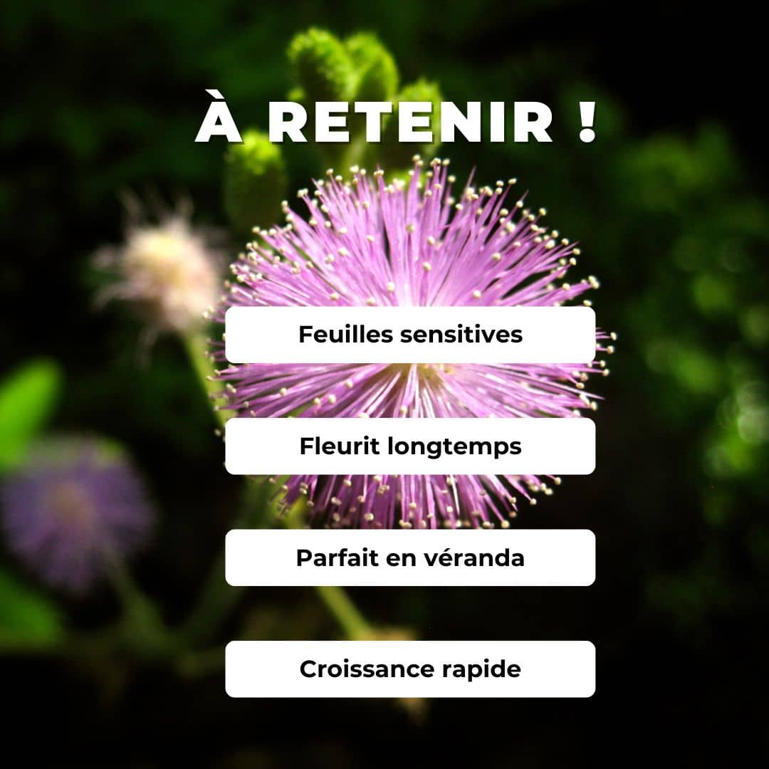 PLANT mimosa pudica Mimosa pudique comment planter et cultiver