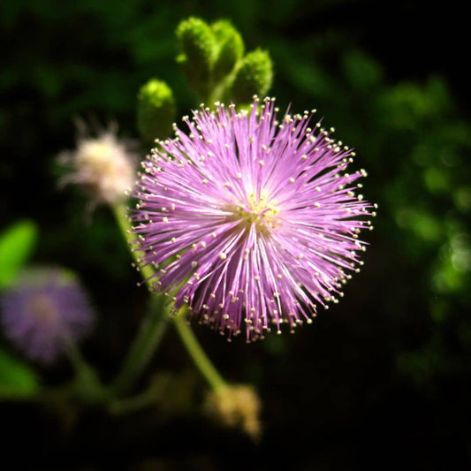 PLANT mimosa pudica Mimosa pudique plante sensitive