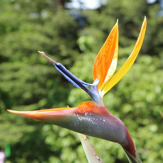 PLANT oiseau de paradis Strelitzia reginae en pot monde vegetal