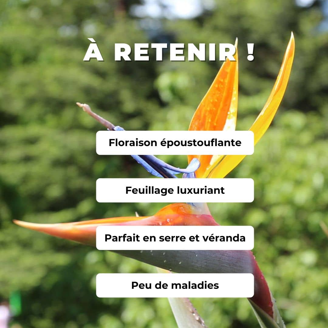 PLANT oiseau de paradis Strelitzia reginae en pot monde vegetal comment planter et cultiver