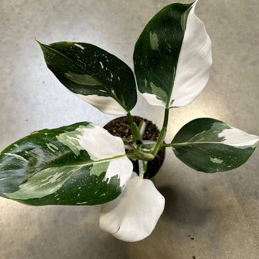 PLANT philodendron white princess philodendron erubescens plantes d'intérieur rare monde vegetal