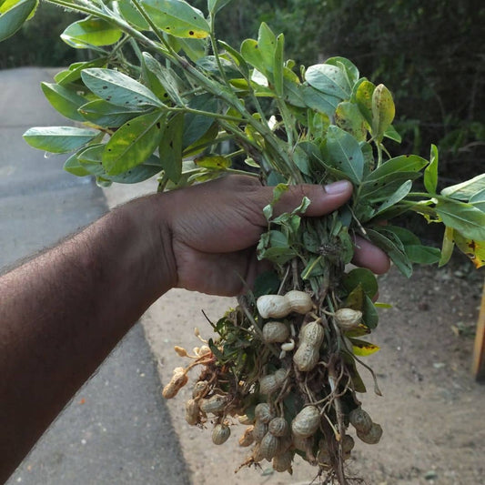 PLANT plant cacahuete arachide arachis hypogaea