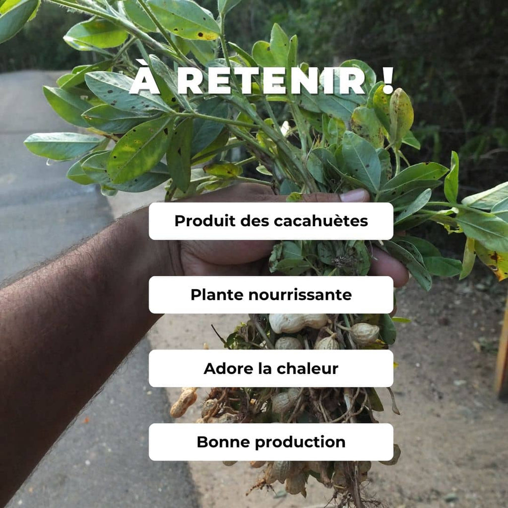 PLANT plant cacahuete arachide arachis hypogaea comment planter et cultiver