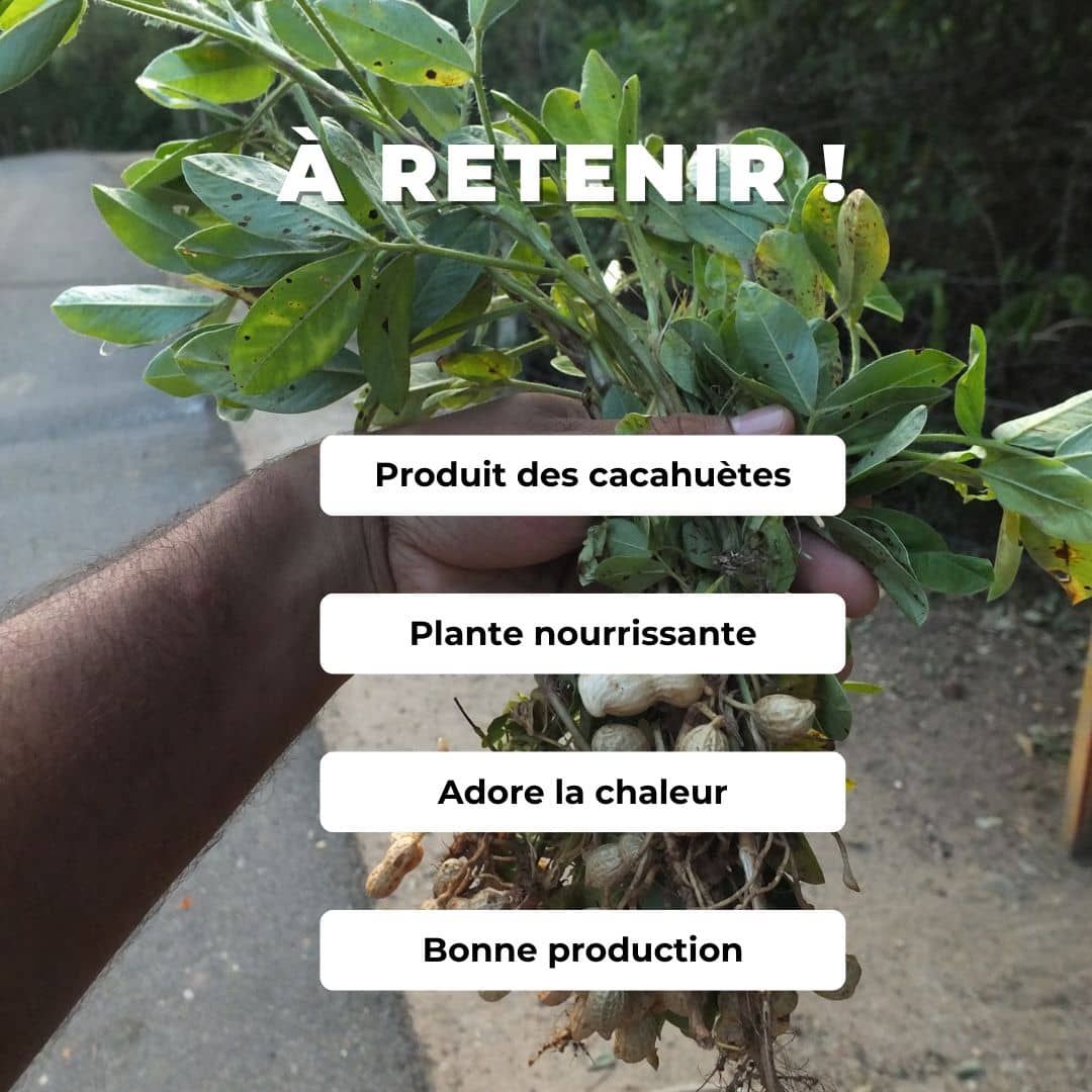 PLANT plant cacahuete arachide arachis hypogaea comment planter et cultiver