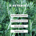PLANT romarin rampant salvia rosmarinus prostratus à cultiver plantes aromatiques