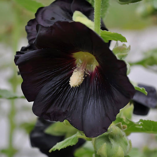 PLANT rose tremiere noire Alcea rosea nigra monde vegetal plantes rares