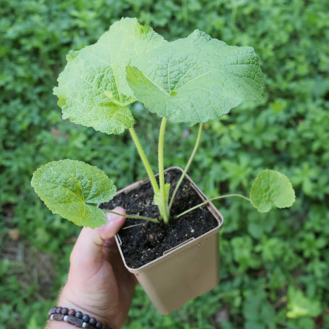 PLANT rose trémière noire à cultiver monde vegetal