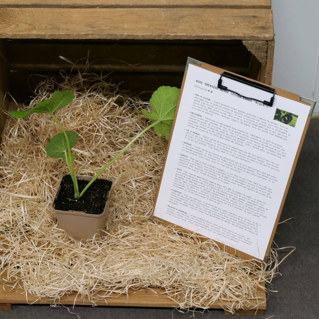 PLANT rose trémière noire à cultiver monde vegetal et tous les conseils de culture pour savoir comment cultiver