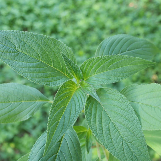 PLANT sauge ananas salvia elegans en godet monde végétal plantes aromatiques rares