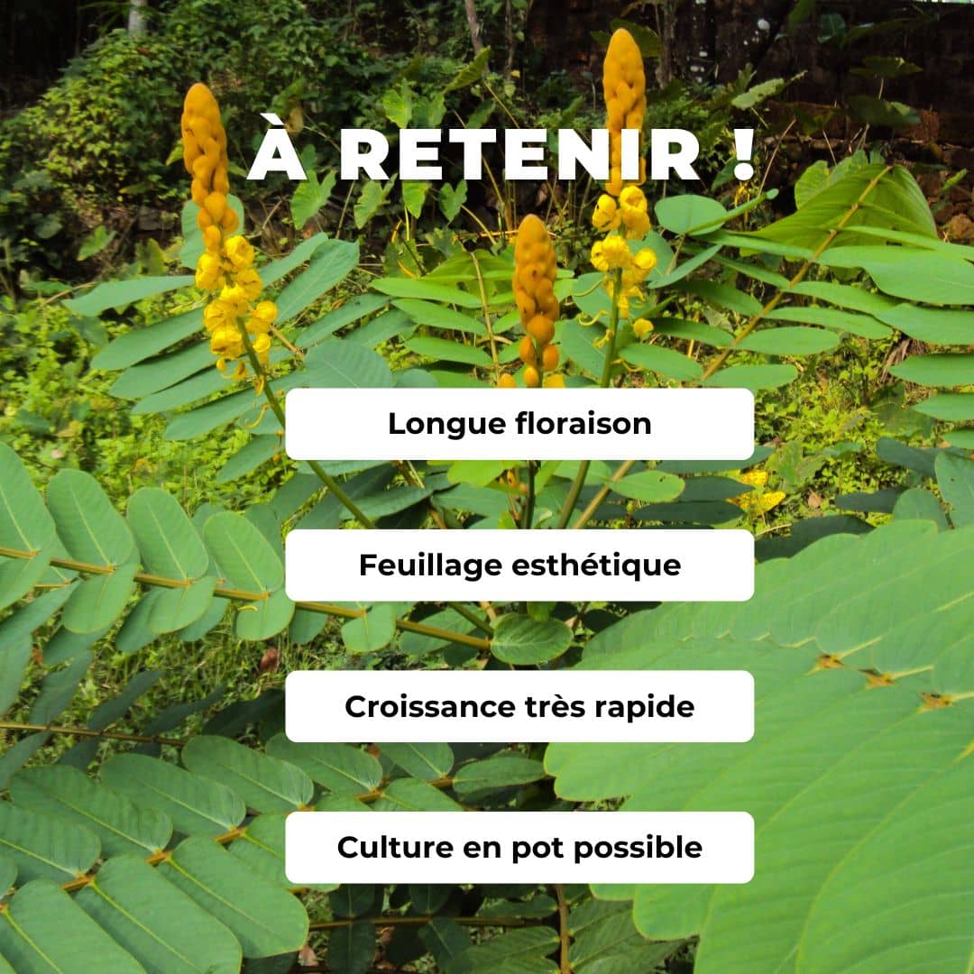 PLANT senna alata dartrier comment planter et cultiver