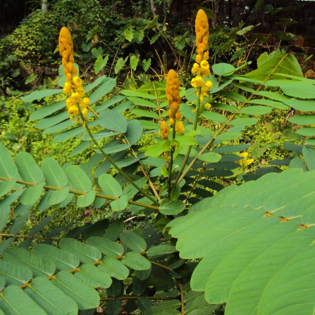 PLANT - Dartrier (Senna alata)