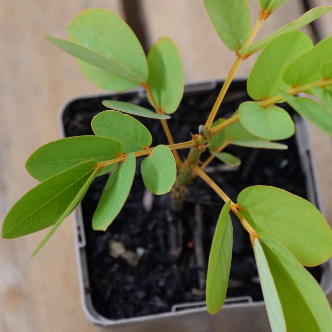 PLANT senna alata plantes rares à cultiver avec monde vegetal