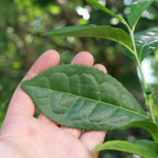 PLANT théier véritable plante de thé camellia sinensis comment le cultiver