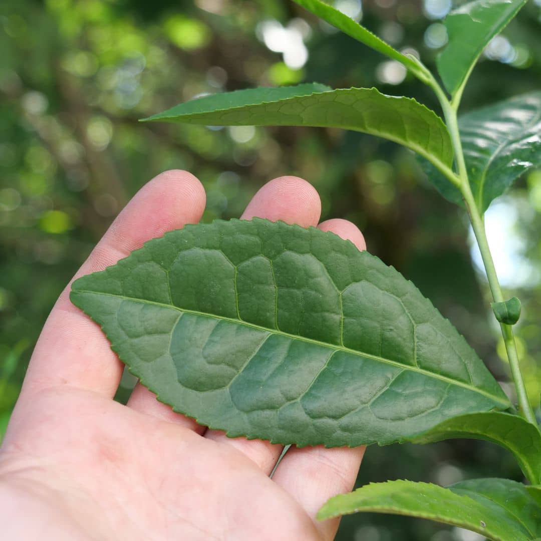 PLANT théier véritable plante de thé camellia sinensis comment le cultiver