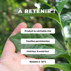 PLANT théier véritable plante de thé camellia sinensis comment faire pousser et récolter