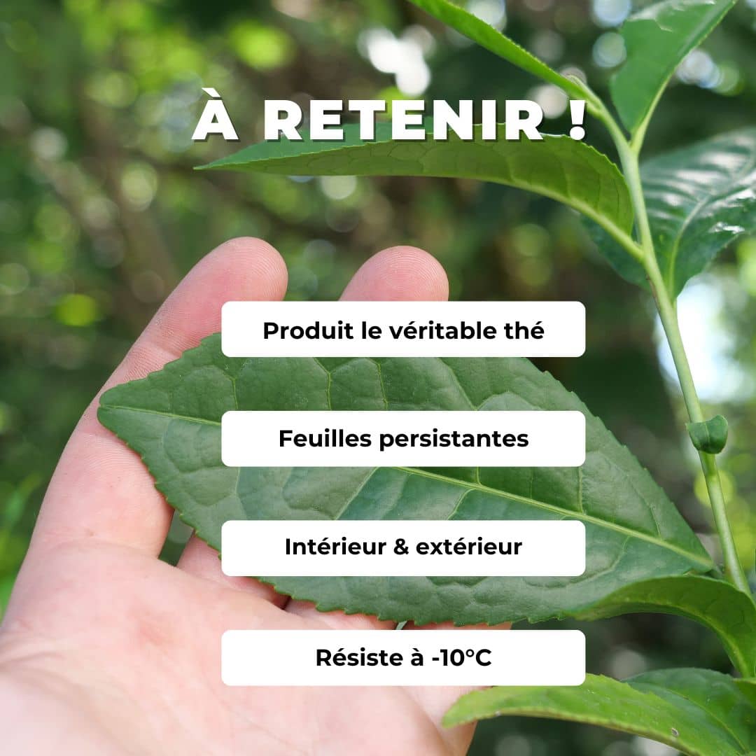 PLANT théier véritable plante de thé camellia sinensis comment faire pousser et récolter