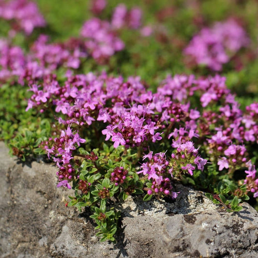 PLANT thym serpolet Thymus serpyllum monde vegetal plante couvre sol sans arrosage pour le plein soleil