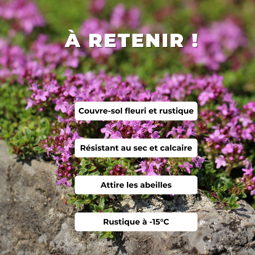 PLANT thym serpolet Thymus serpyllum monde vegetal plante couvre sol sans arrosage pour le plein soleil comment le cultiver