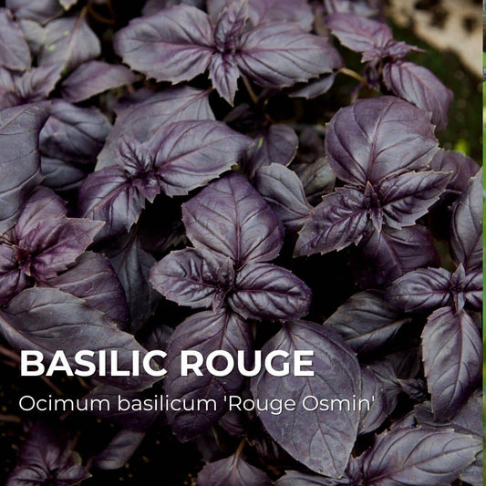 PLANT - Basilic Rouge (Ocimum basilicum 'Rouge Osmin')