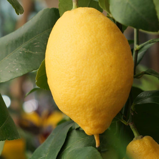 PLANT de Citronnier Citrus limon 5 litres à cultiver en pot monde végétal