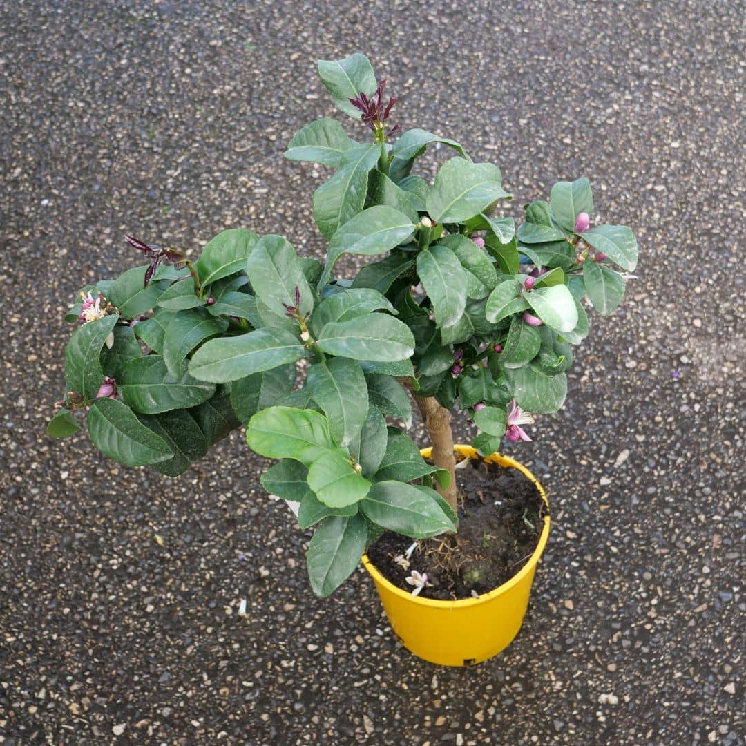 PLANT de Citronnier Citrus limon 5 litres monde végétal à planter