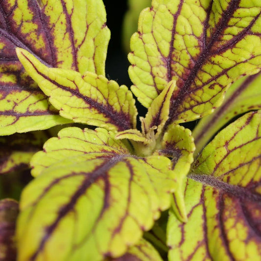 PLANT de Coleus blumei caprihinia monde végétal plantes rares et insolites