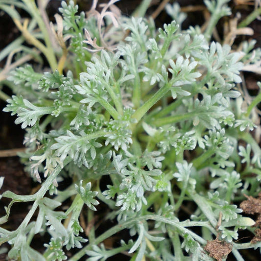 PLANT de Génépi véritable génépi noir artemisia genepi plantes aromatiques rares monde végétal