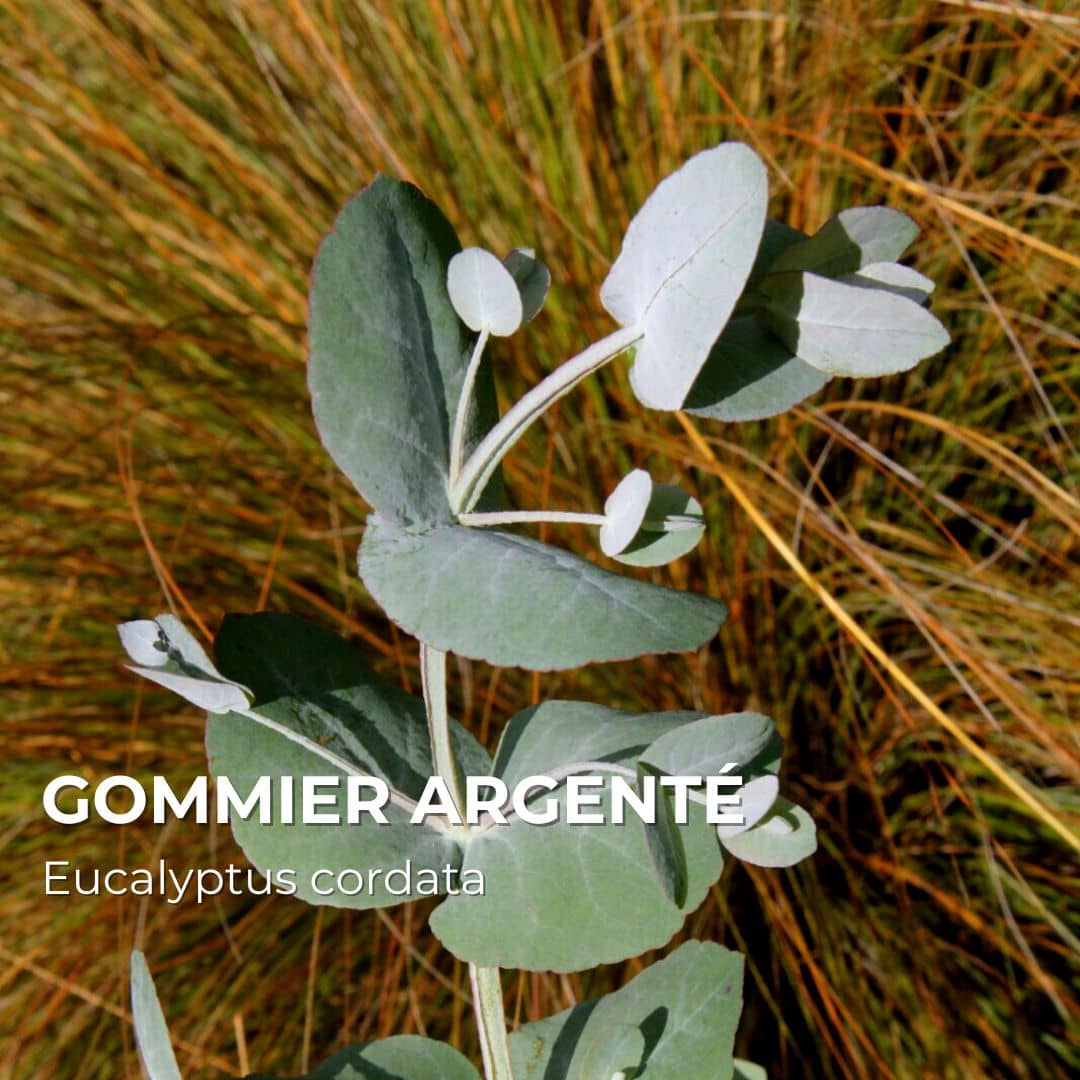 PLANT - Gommier Argenté (Eucalyptus cordata)