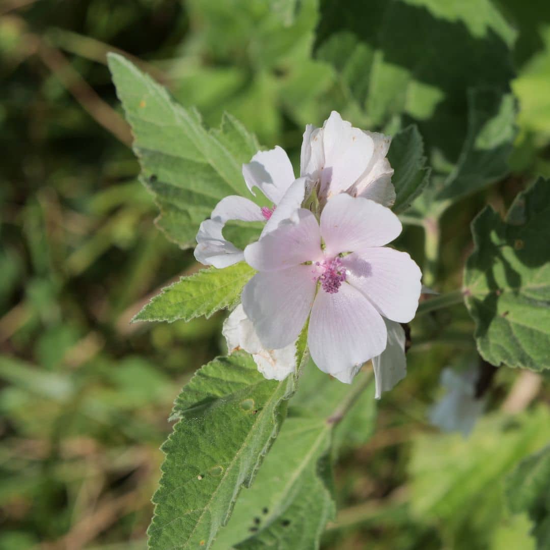 PLANT de Guimauve officinale althea officinalis monde végétal